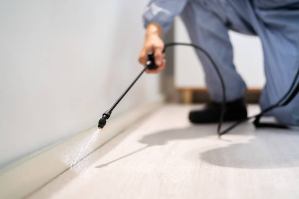 Licensed Wasp Removal service in Spring Hill, FL - Show Me Pest Control